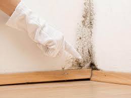 Best Water Damage & Mold Remediation in Lakeville, MN